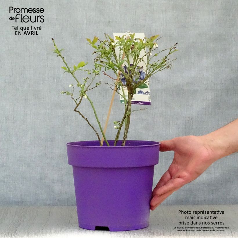 Vaccinium corymbosum Hortblue Petite- American Blueberry 2L/3L pot, Bush sample as delivered in spring