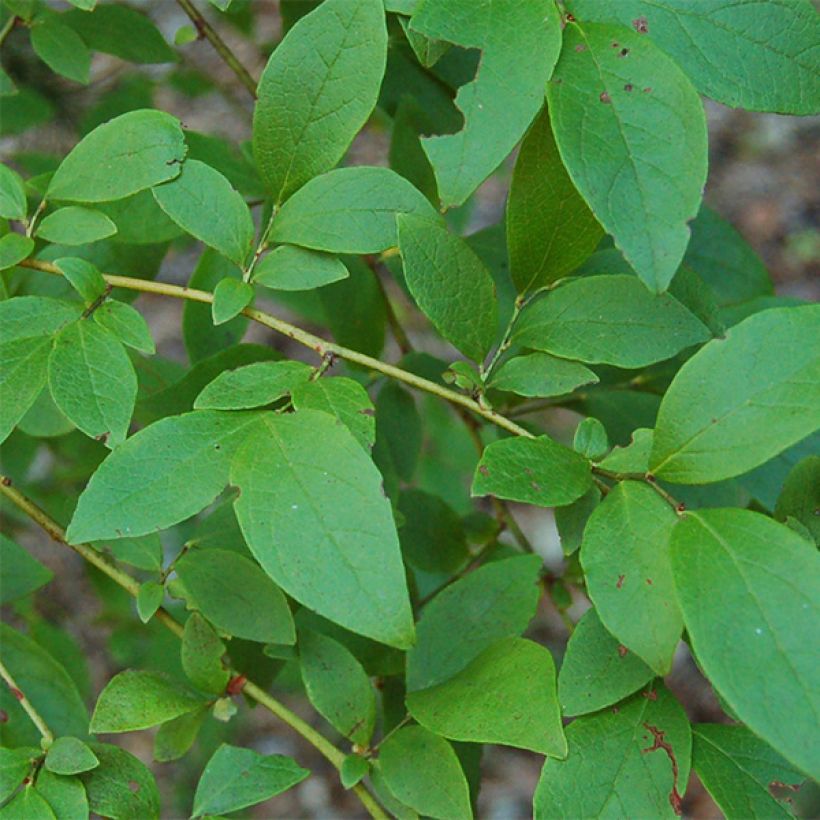 Vaccinium Patriot - Blueberry (Foliage)