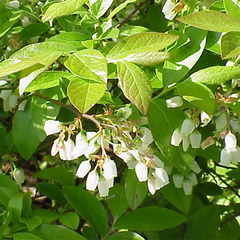 Vaccinium Patriot - Blueberry (Flowering)