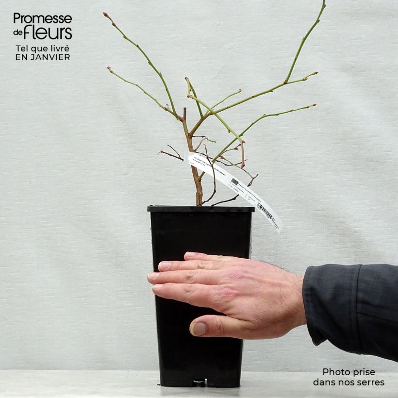 Vaccinium corymbosum Yello!Berryblue- American Blueberry 2L/3L pot sample as delivered in winter