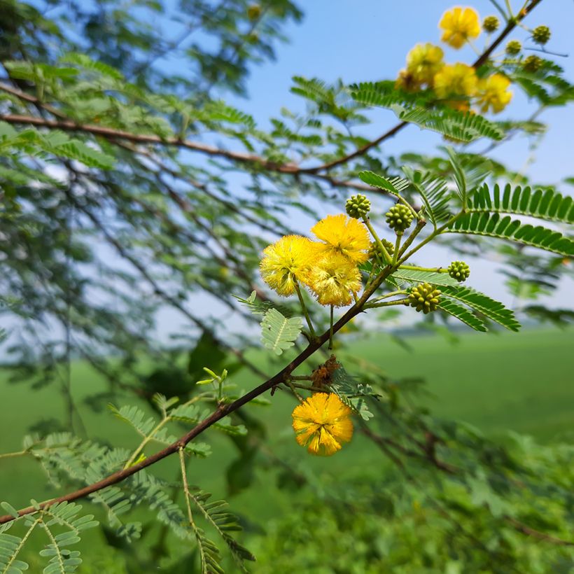 Vachellia farnesiana - Sweet acacia (Flowering)