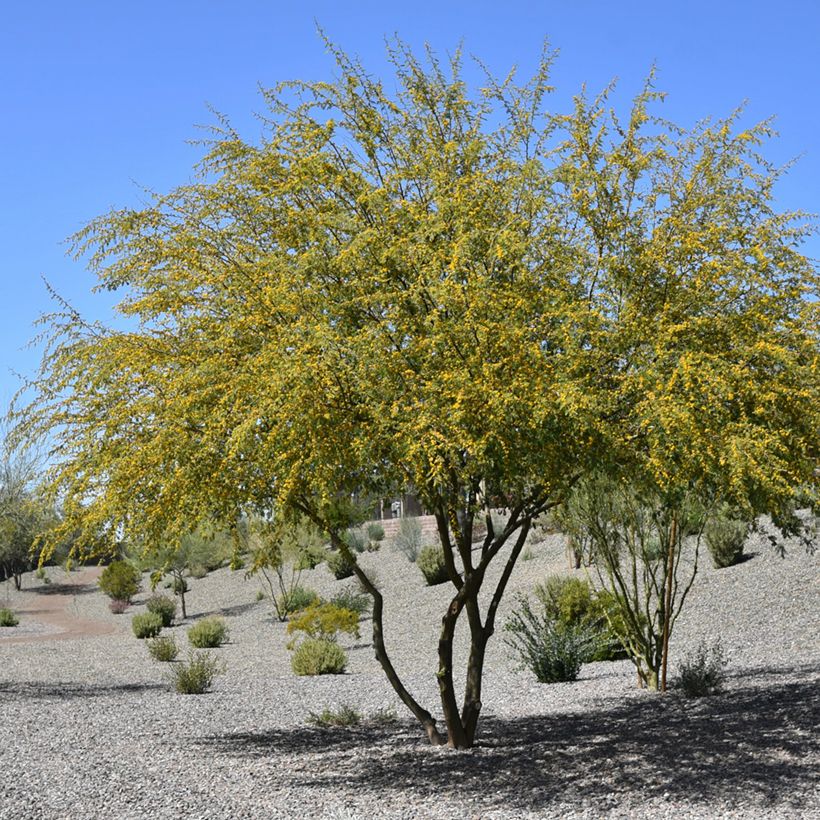 Vachellia farnesiana - Sweet acacia (Plant habit)
