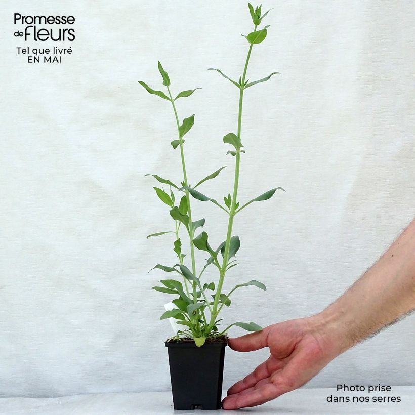 Centranthus ruber Albus 8/9 cm pot sample as delivered in spring