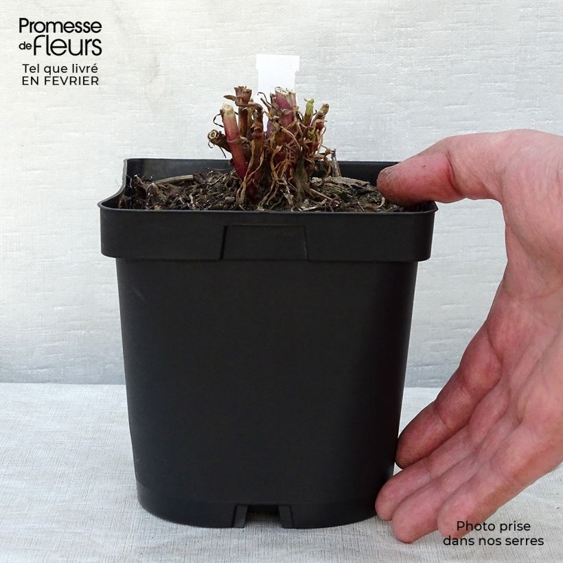 Centranthus ruber 2L/3L pot sample as delivered in winter