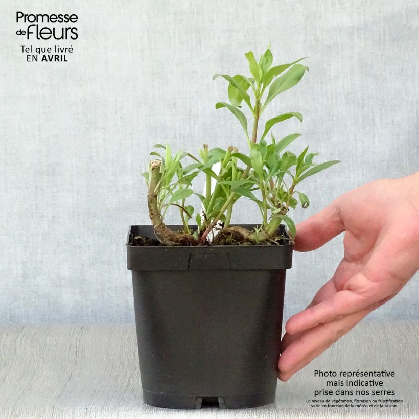 Centranthus ruber 2L/3L pot sample as delivered in spring