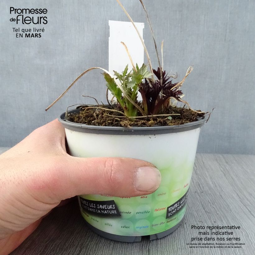 Valeriana officinalis 2L/3L pot sample as delivered in spring