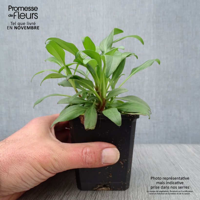 Centranthus ruber Coccineus 8/9 cm pot sample as delivered in autumn