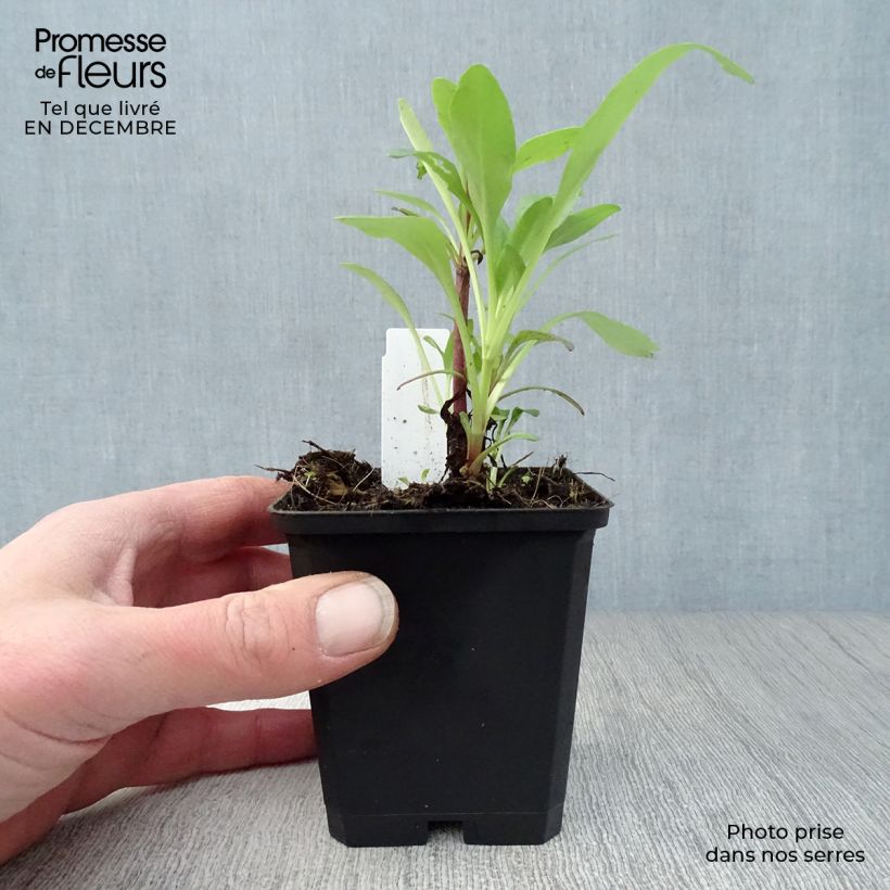 Centranthus ruber Coccineus 8/9 cm pot sample as delivered in winter