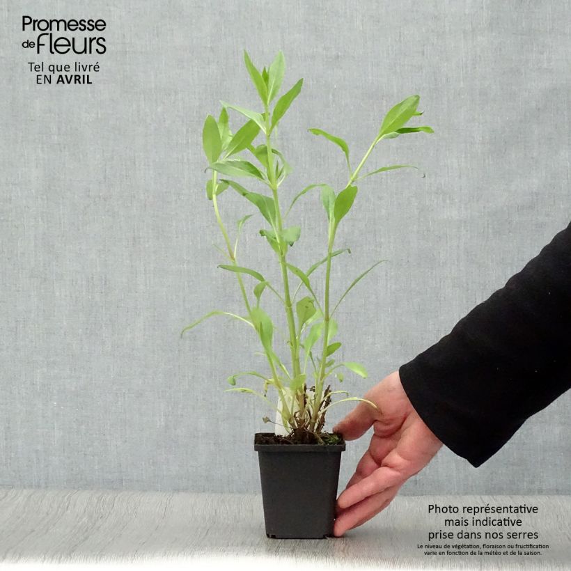 Centranthus ruber Coccineus 8/9 cm pot sample as delivered in spring