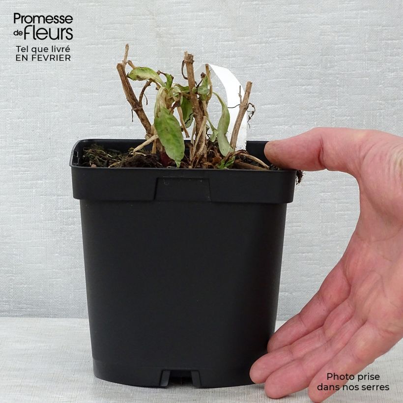 Centranthus ruber Coccineus 2L/3L pot sample as delivered in winter