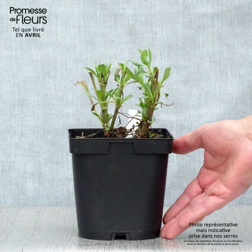 Centranthus ruber Coccineus 2L/3L pot sample as delivered in spring