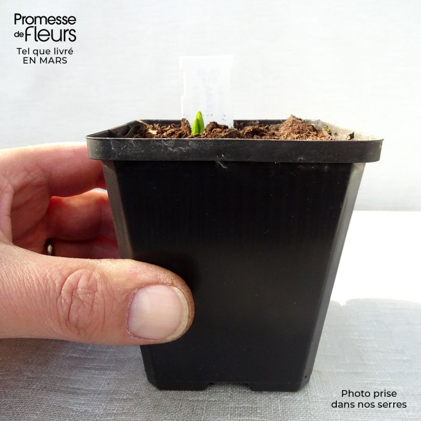 Veratrum nigrum 8/9 cm pot sample as delivered in spring