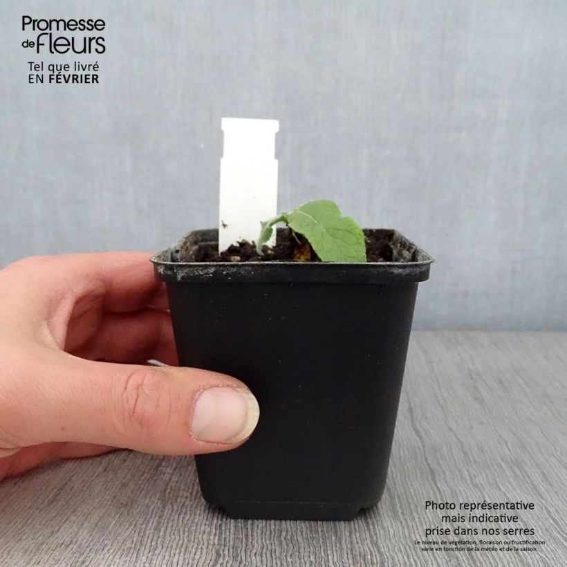 Verbascum Gainsborough - Mullein 8/9 cm pot sample as delivered in winter