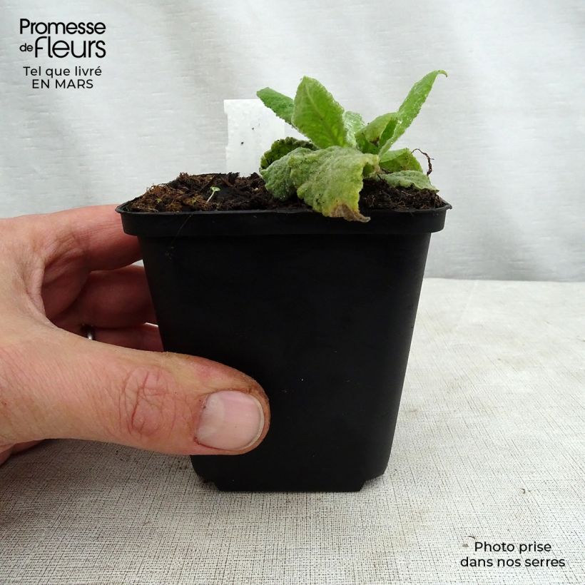 Verbascum Gainsborough - Mullein 8/9 cm pot sample as delivered in spring