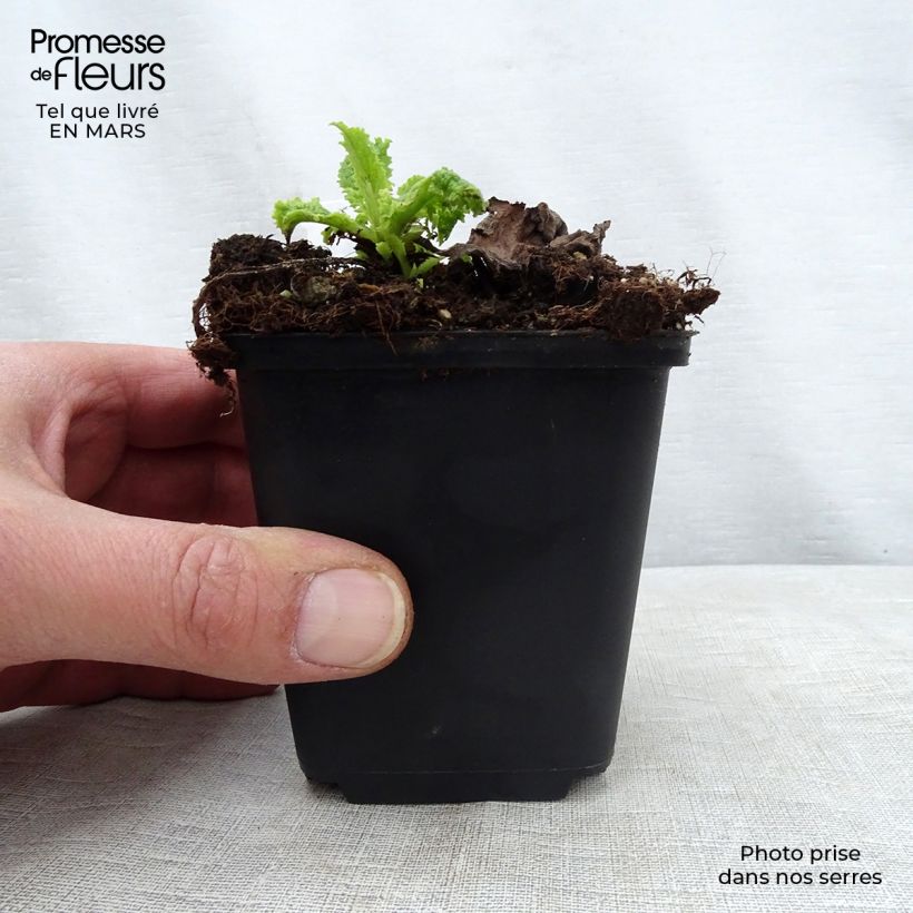 Verbascum Cotswold Queen - Mullein 8/9 cm pot sample as delivered in spring