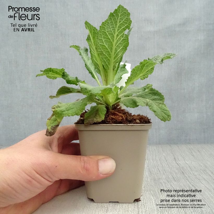 Verbascum Jackie - Mullein 8/9 cm pot sample as delivered in spring