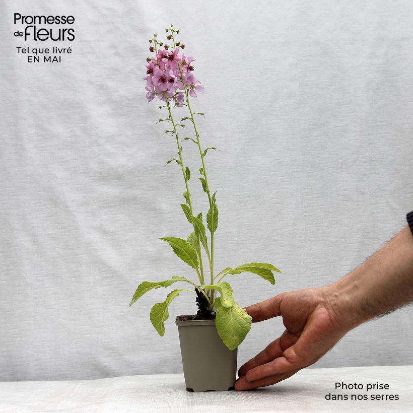 Verbascum Rosie - Mullein 8/9 cm pot sample as delivered in spring