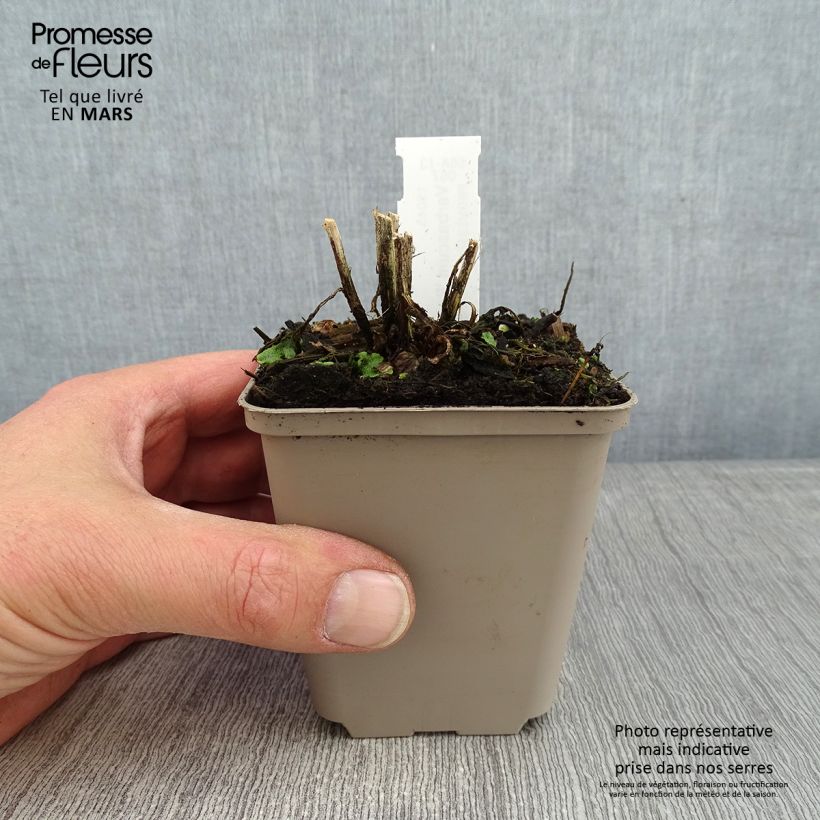 Verbascum Royalty - Mullein 8/9 cm pot sample as delivered in winter