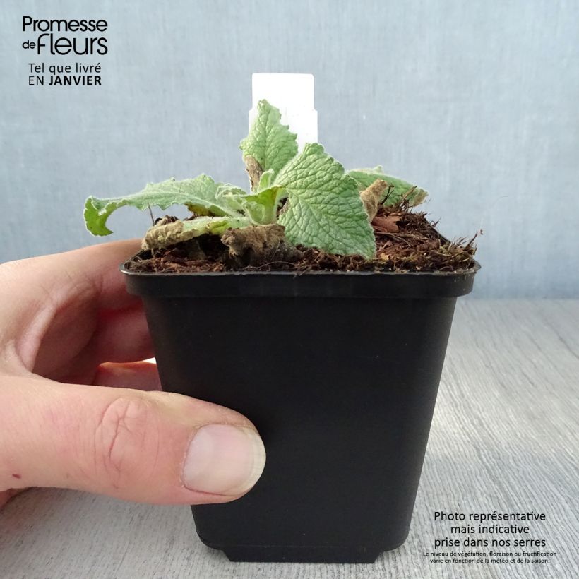 Verbascum Sugar Plum - Mullein 8/9 cm pot sample as delivered in winter