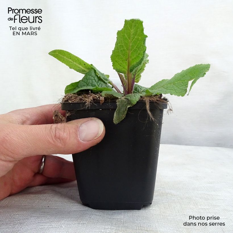 Verbascum chaixii Album - Mullein 8/9 cm pot sample as delivered in winter
