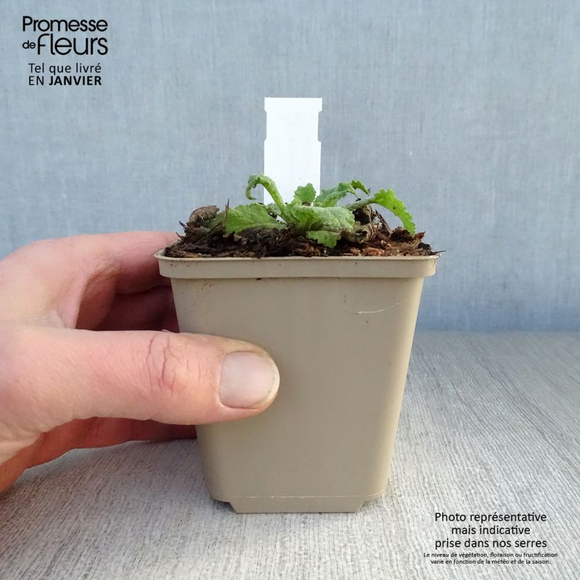 Verbascum Pink Domino - Mullein 8/9 cm pot sample as delivered in winter