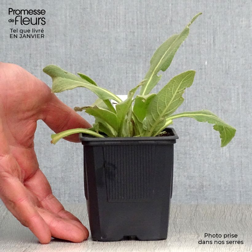 Verbascum olympicum - Olympian Mullein 8/9 cm pot sample as delivered in winter
