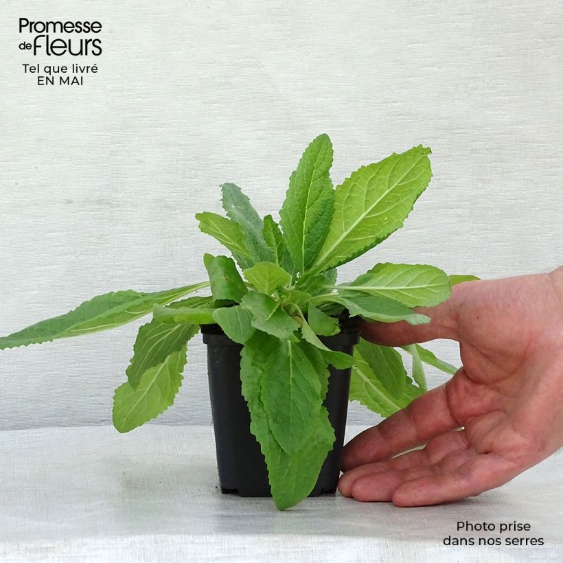 Verbascum phoeniceum Flush of White - Mullein 8/9 cm pot sample as delivered in spring