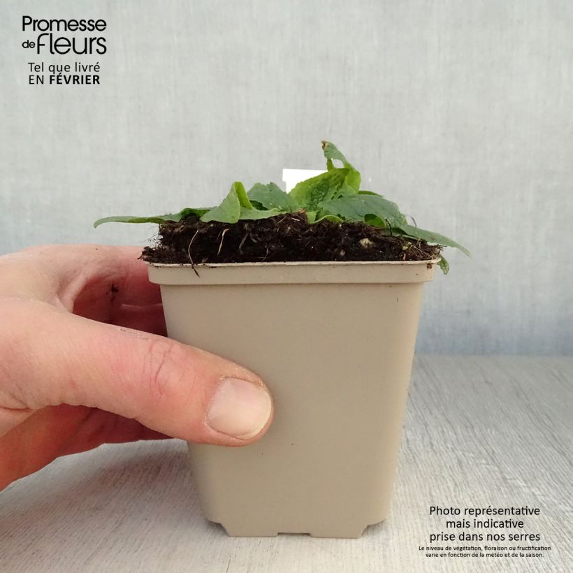 Verbascum phoeniceum Flush of White - Mullein 8/9 cm pot sample as delivered in winter