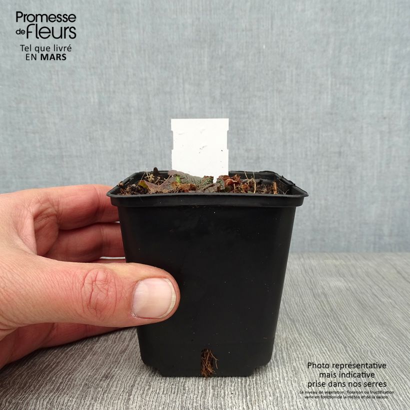 Verbascum phoeniceum Violetta - Mullein 8/9 cm pot sample as delivered in winter