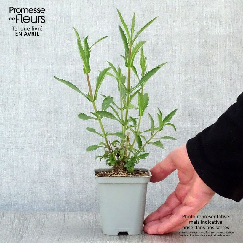 Verbena bonariensis Lollipop 8/9 cm pot sample as delivered in spring