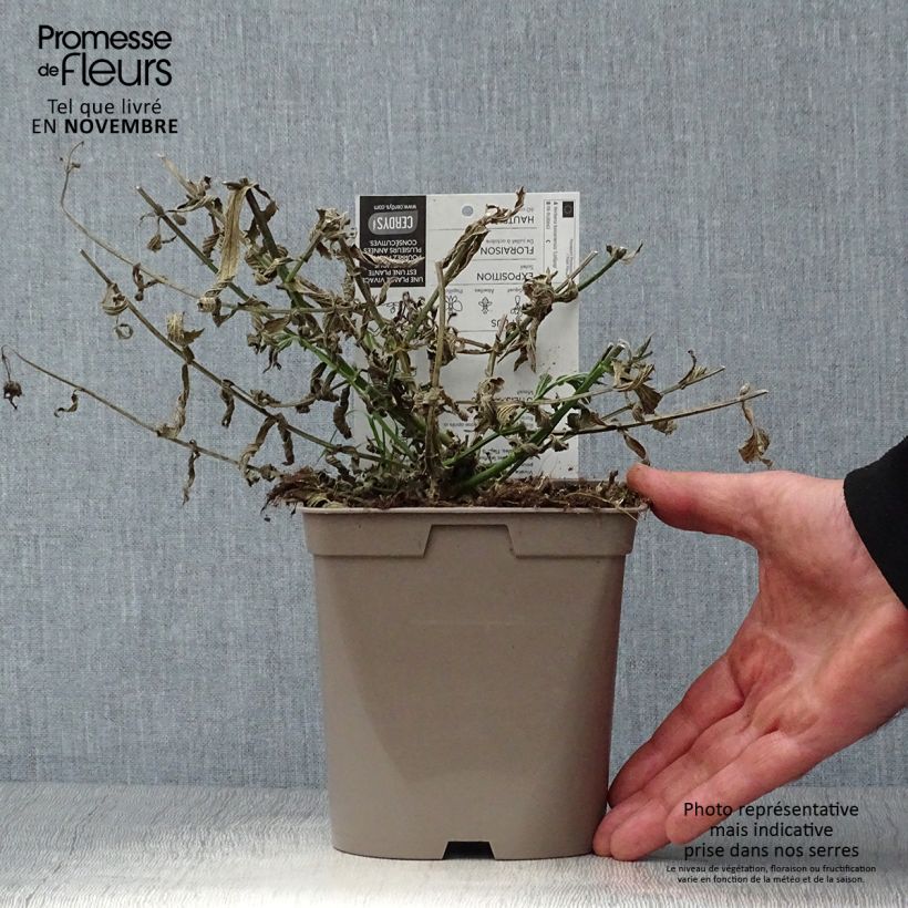 Verbena bonariensis Lollipop 2L/3L pot sample as delivered in autumn