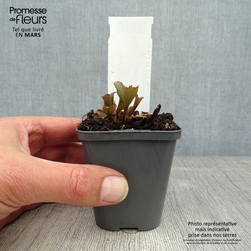 Verbena hastata Blue Spires 8/9 cm pot sample as delivered in spring