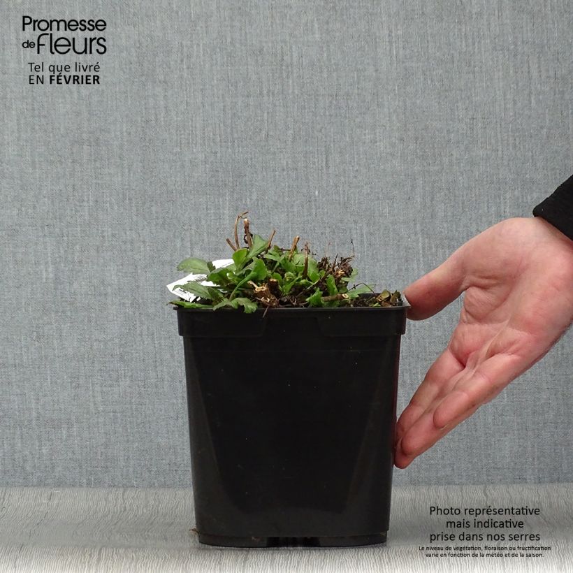 Verbena officinalis Bampton 2L/3L pot sample as delivered in winter