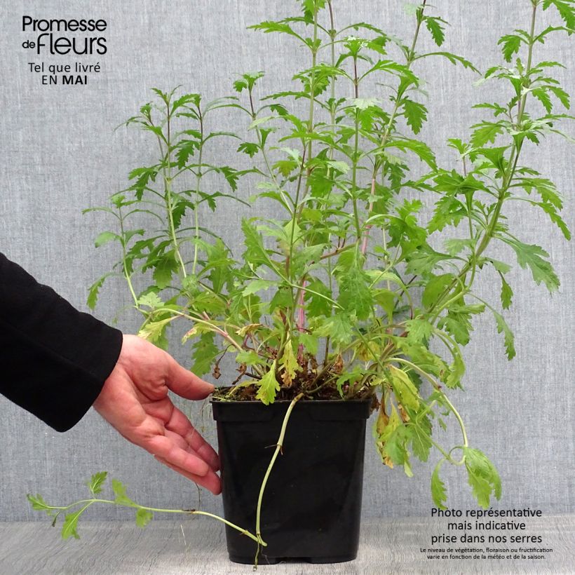 Verbena officinalis Bampton 2L/3L pot sample as delivered in spring