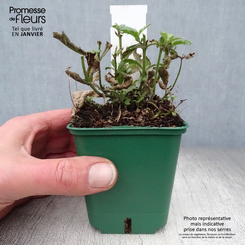 Verbena rigida Venosa 8/9 cm pot sample as delivered in winter