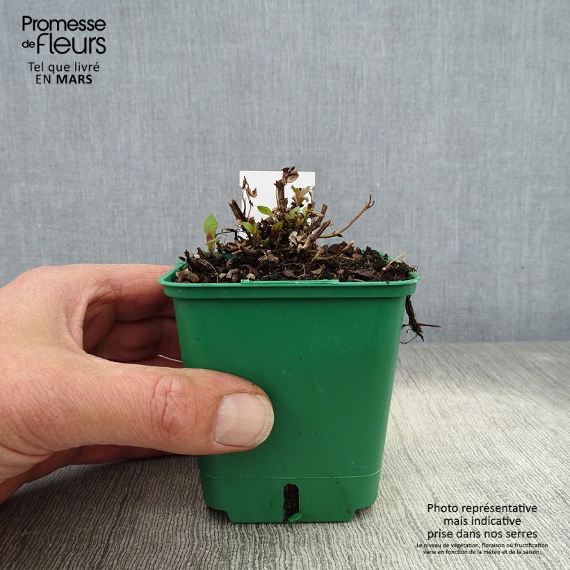 Verbena rigida Venosa 8/9 cm pot sample as delivered in spring