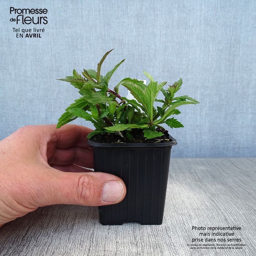 Verbena macdougalii Lavender Spires 8/9 cm pot sample as delivered in spring