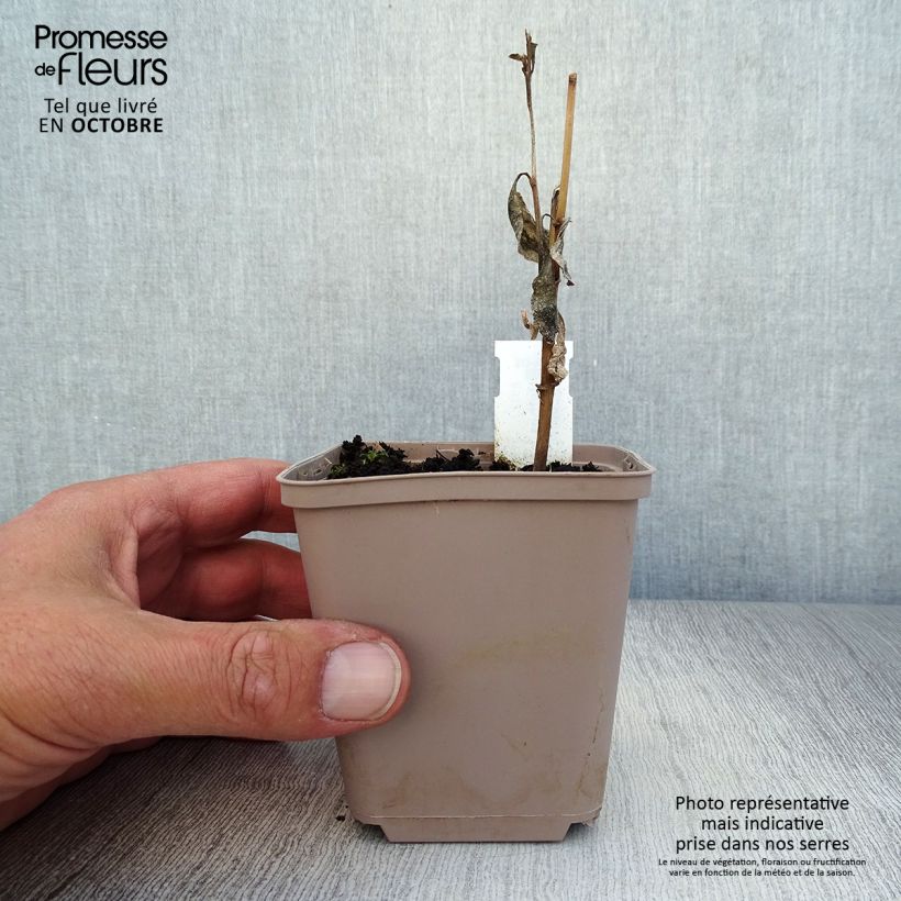 Verbesina alternifolia - Ironweed 8/9 cm pot sample as delivered in autumn