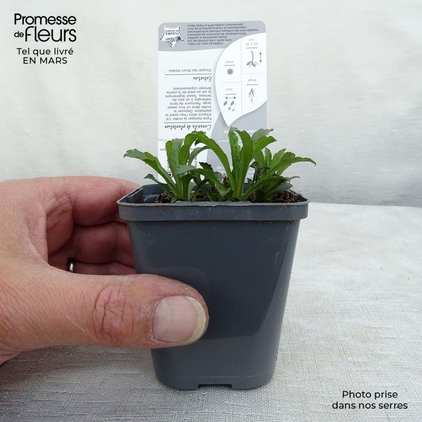 Solidago canadensis 7/8 cm pot sample as delivered in winter