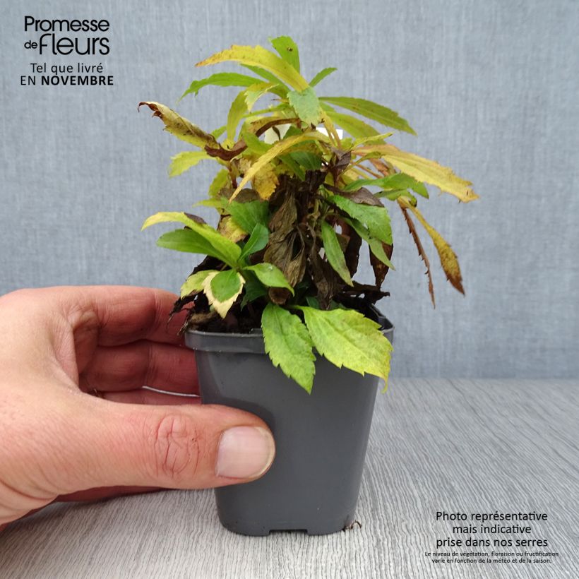 Solidago canadensis 7/8 cm pot sample as delivered in autumn