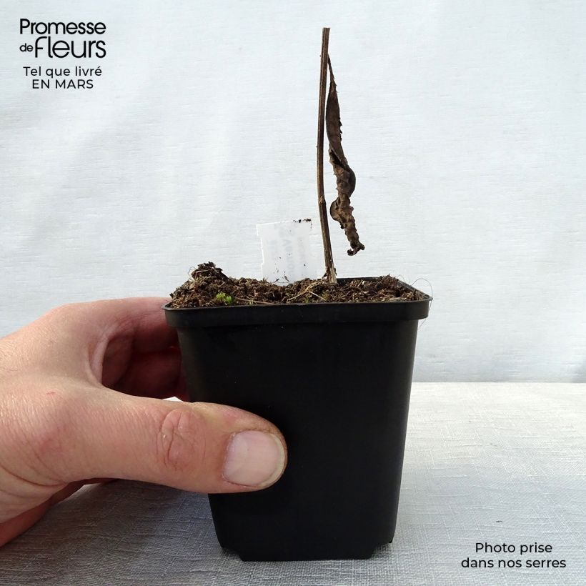 Vernonia crinita - Ironweed 8/9 cm pot sample as delivered in spring