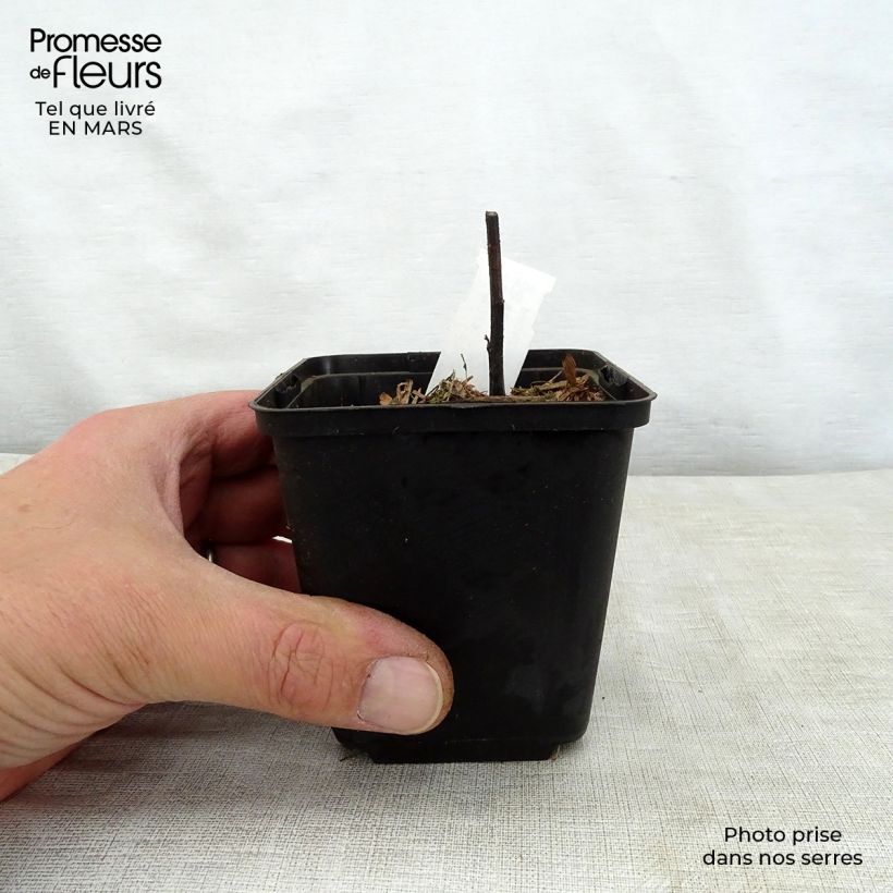 Vernonia crinita var. alba - Ironweed 8/9 cm pot sample as delivered in spring
