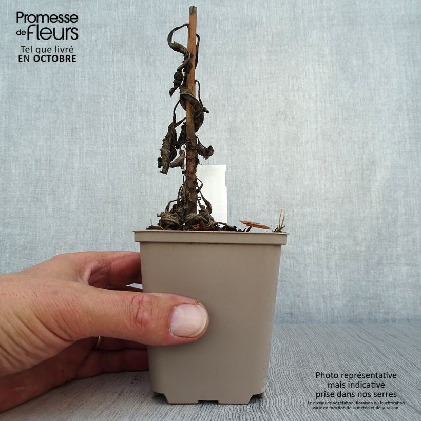 Vernonia crinita Mammuth - Ironweed 8/9 cm pot sample as delivered in autumn