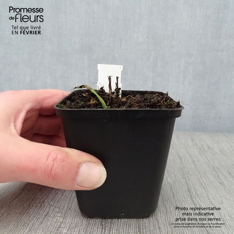 Vernonia crinita Mammuth - Ironweed 8/9 cm pot sample as delivered in winter