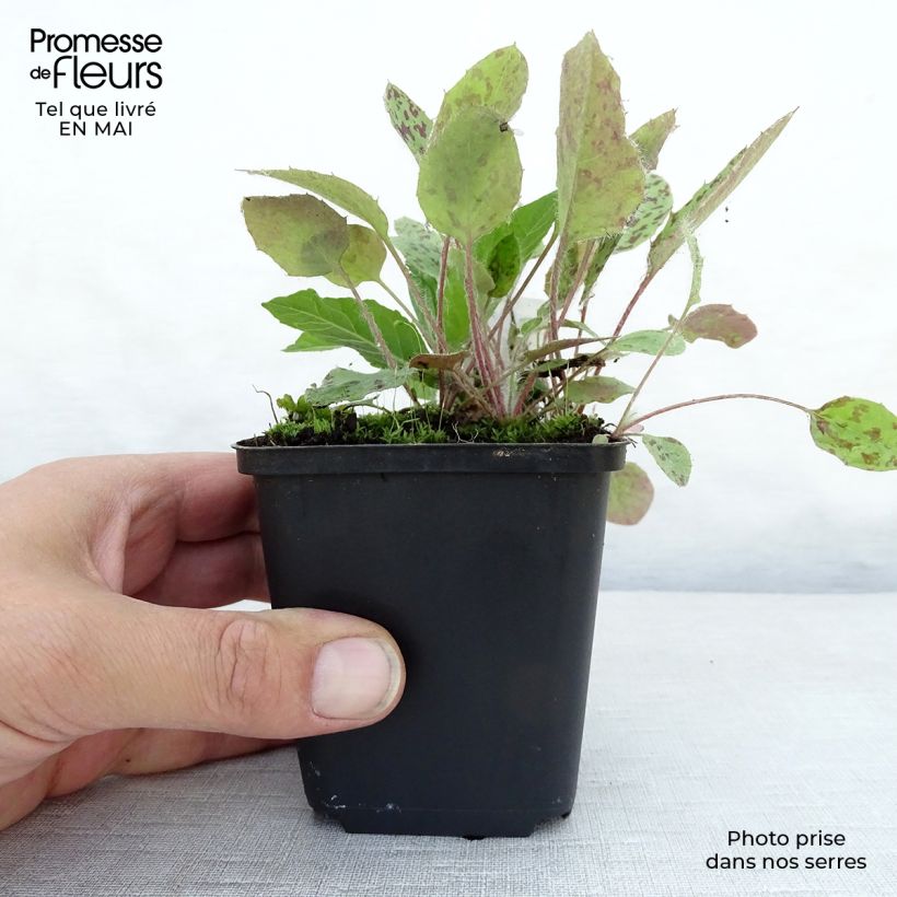 Vernonia noveboracensis - Ironweed 8/9 cm pot sample as delivered in spring