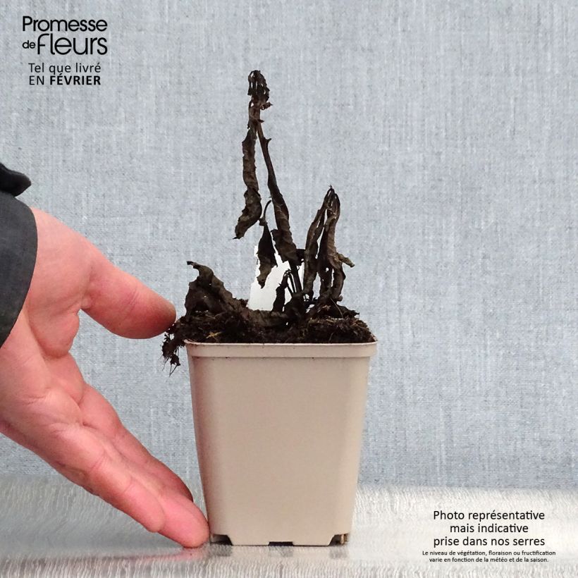 Vernonia noveboracensis White Lightning - Ironweed 8/9 cm pot sample as delivered in winter