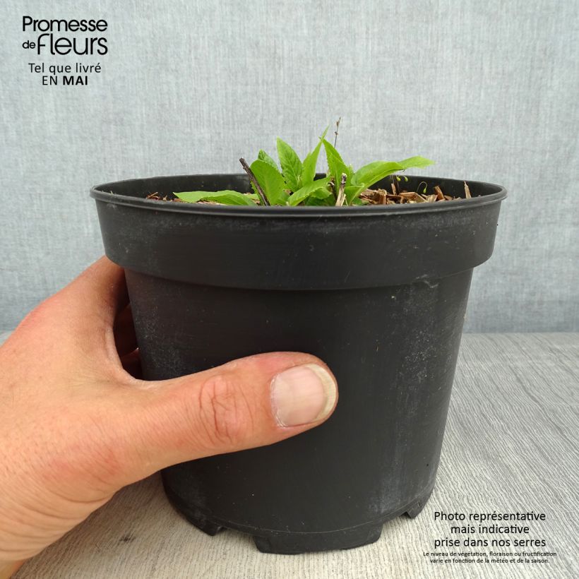 Vernonia noveboracensis White Lightning - Ironweed 2L/3L pot sample as delivered in spring
