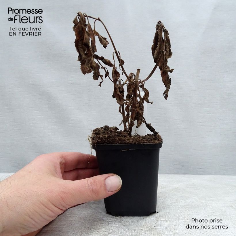 Veronica media First Match 8/9 cm pot sample as delivered in winter