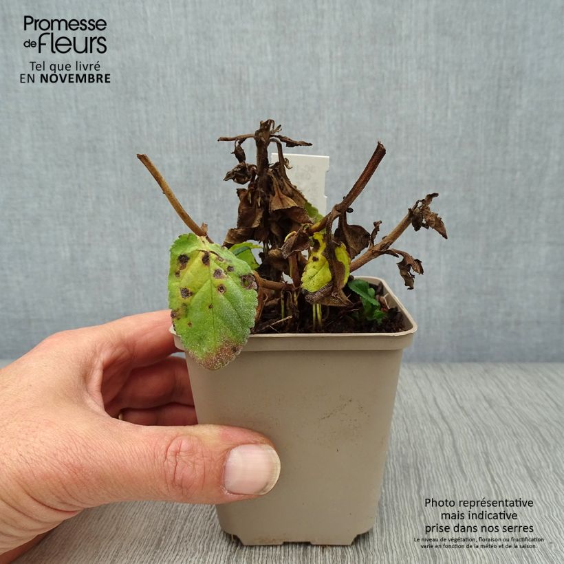 Veronica media First Match 8/9 cm pot sample as delivered in autumn