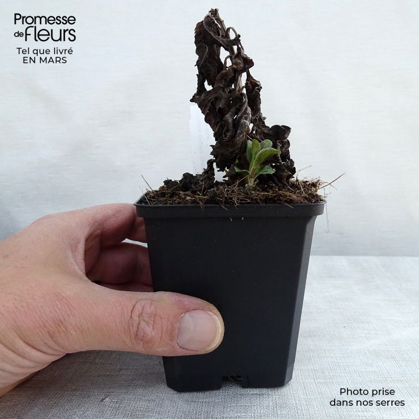 Veronica Sunny Border Blue 8/9 cm pot sample as delivered in winter